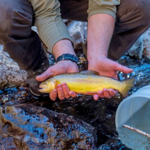 Biologist_holds_Gila_trout_in_Mineral_Creek