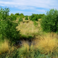 Native Cottonwoods and Sacaton Planted by Fred Phillips Consulting, Inc.