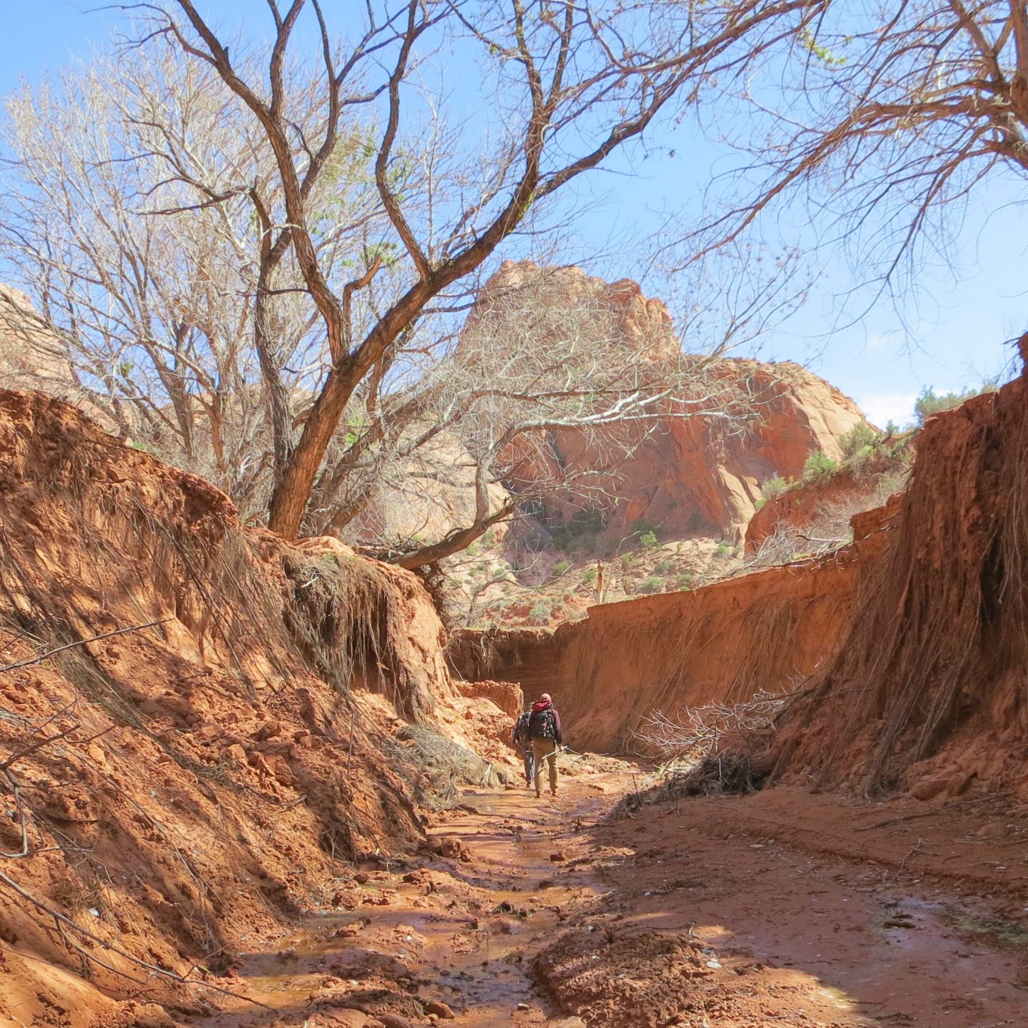 Project Update: Tsegi & Nitsin Canyon Stream Restoration Project, Tsegi, AZ