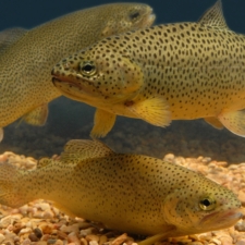 Apache Trout (4)