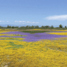a-vernal-pool-on-sacramento-national-Wildlife-Refuge-in-Californias-Central-Valley